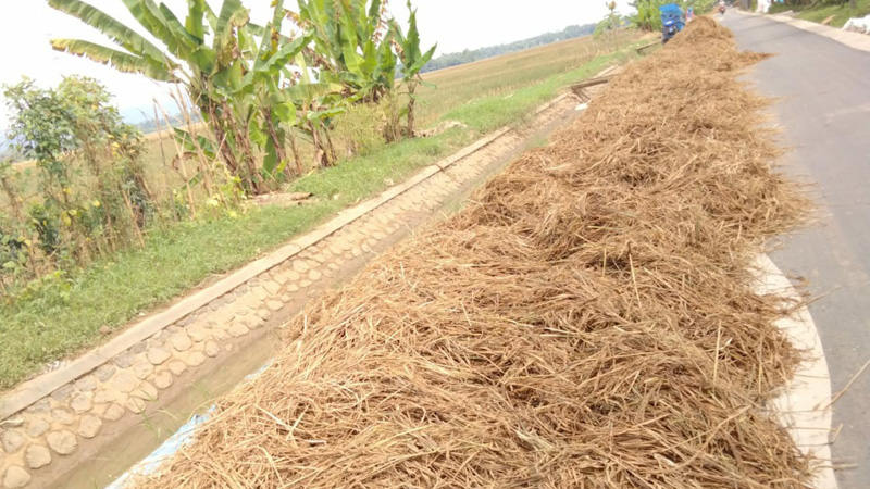 Terdampak Banjir, 938 Hektare Sawah di Banyumas Gagal Panen