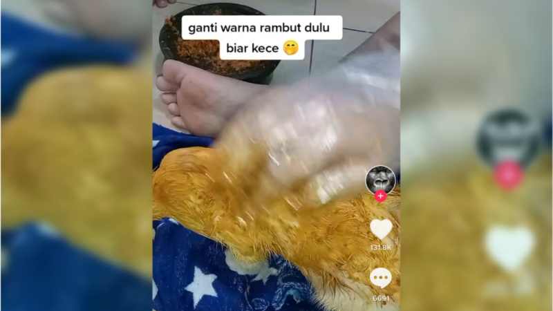 Ramai Soal Bulu Kucing Diwarnai, Bolehkah? Begini Penjelasannya