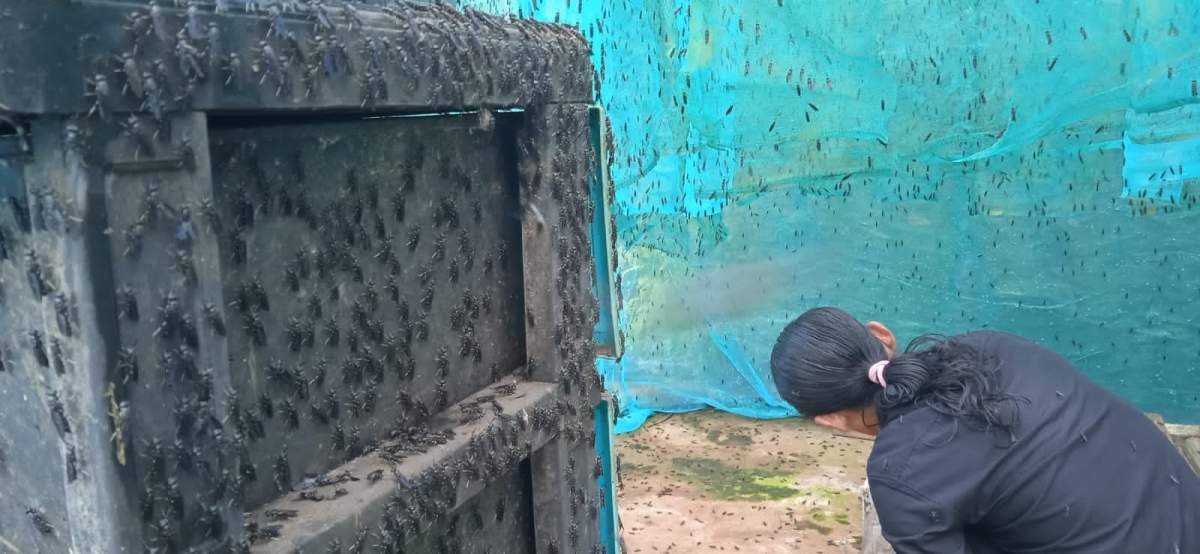 Peternak Magot TPST Sumpiuh Kembali Bangkit Pasca Banjir