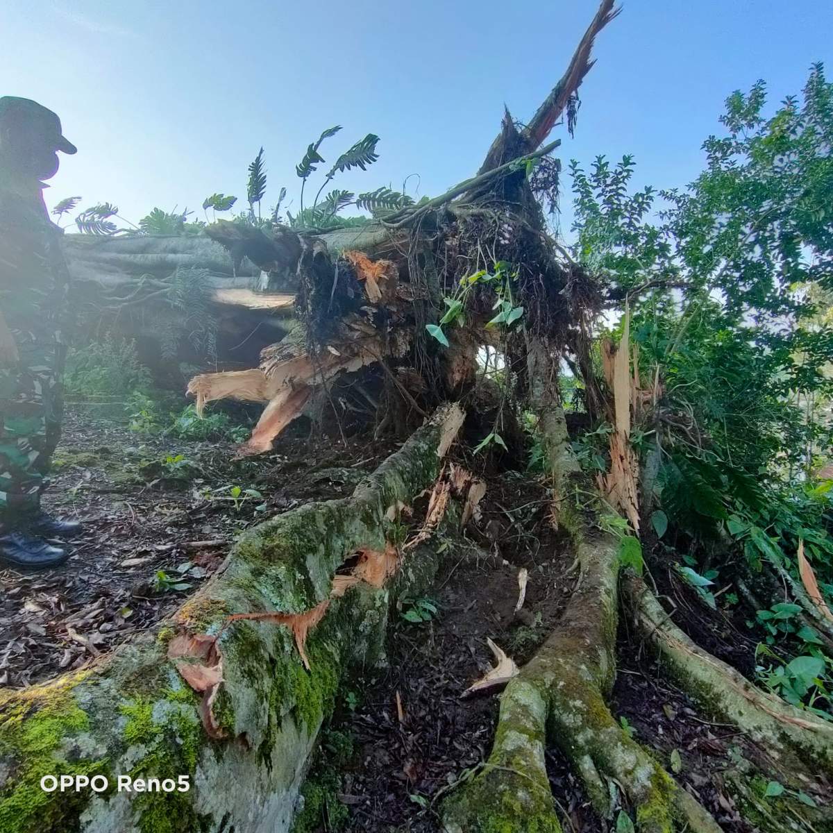 Innalillahi, Lagi Jalan Tertimpa Pohon Beringin Tumbang, Korban Meninggal Dunia, Ini Penyebab di Banjarnegara
