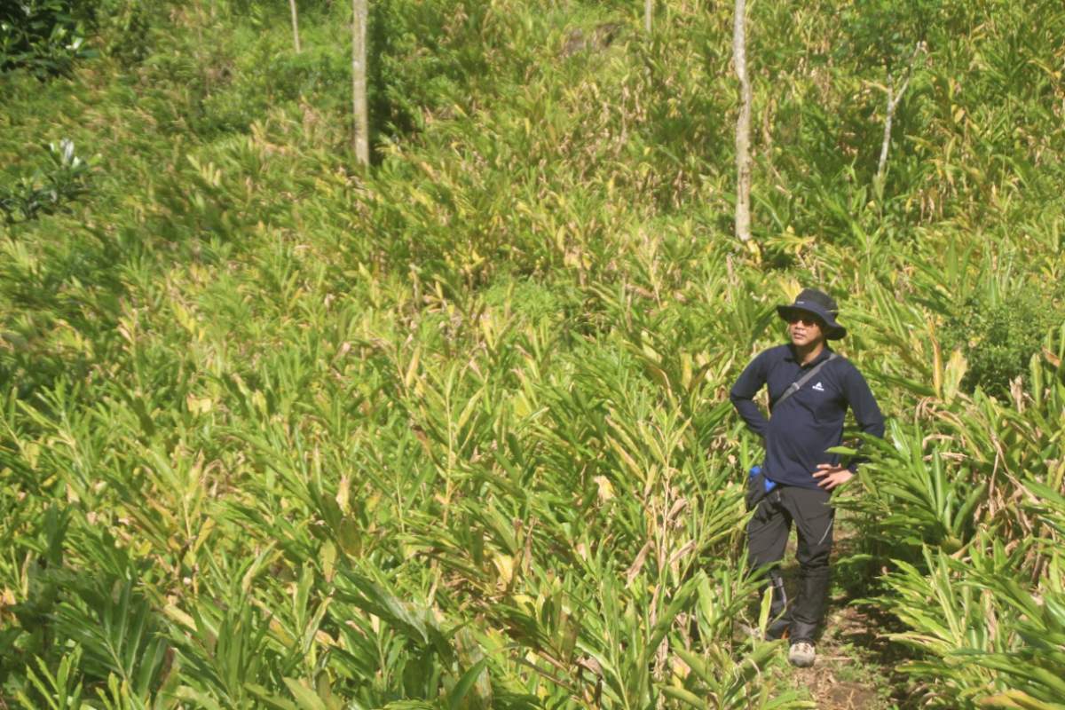 Hutan Diubah Jadi Kebun Kapulaga Penyebab Longsor Siregol - Karangmoncol