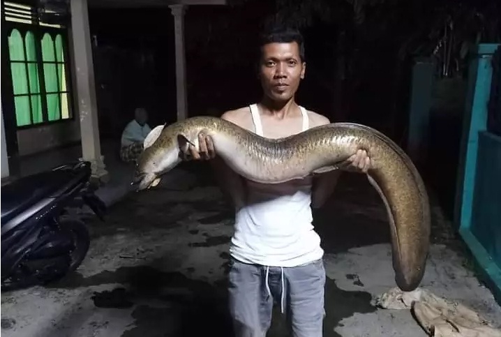 Pemulihan Biota Sungai Serayu Andalkan Populasi Anak Sungai