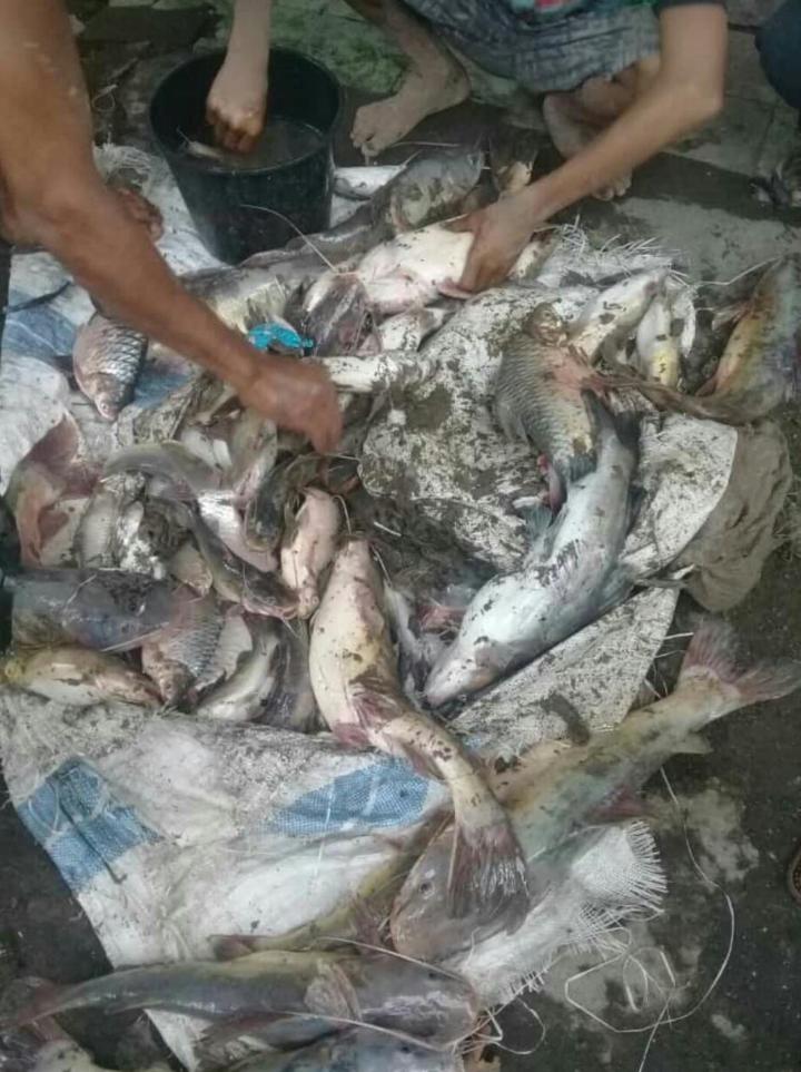 Kepala UPT Bendung Gerak Serayu Bilang Ini Soal Ribuan Ikan Mati