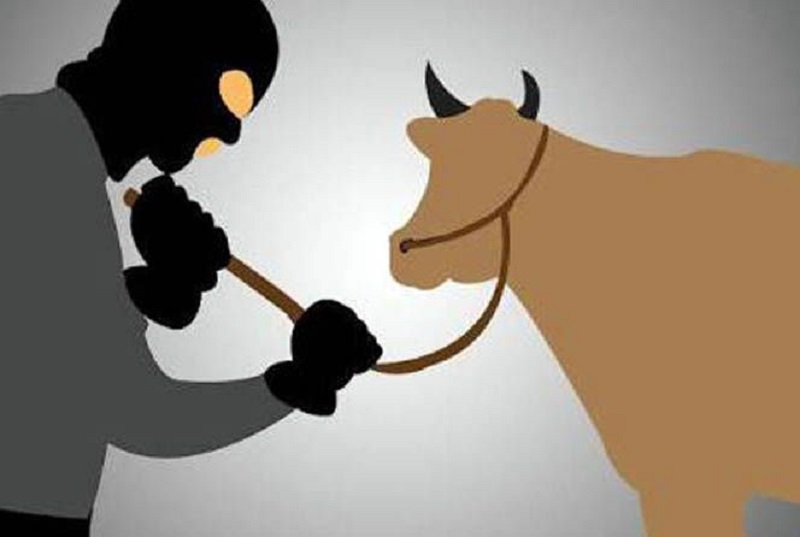 Kepergok Curi Sapi, Pencuri Babak Belur Dihajar Warga