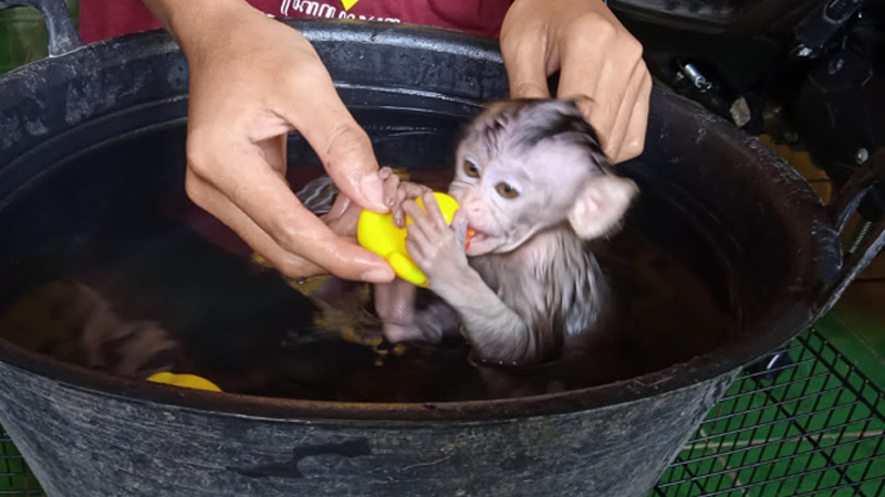 Monyet Pantai Makin Diminati Penghobi