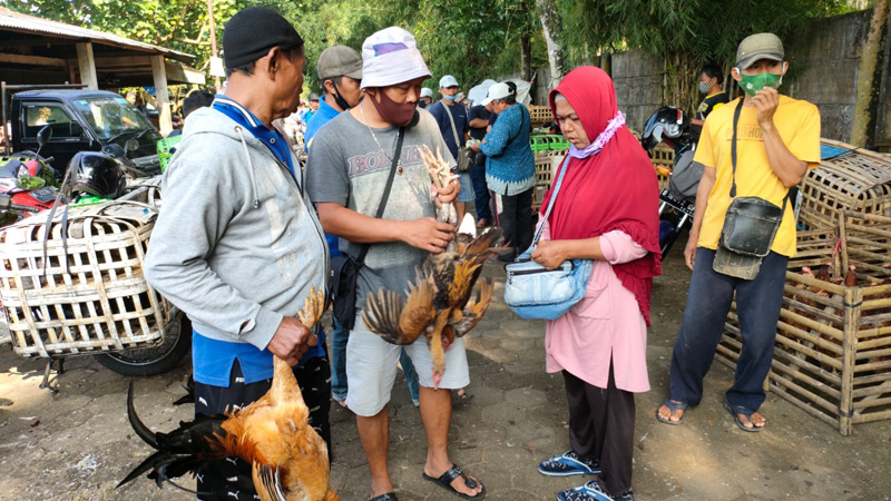 Segini Harga Ayam Kampung Menjelang Lebaran di Purbalingga