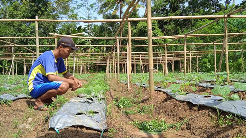 Konflik Rusia - Ukraina Picu Melonjaknya Harga Pupuk, Petani Milenial Banyumas Kena Imbas