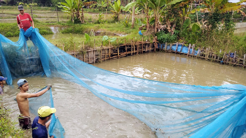 Laba Petani Ikan Nila Menipis Akibat Kenaikan Harga Pakan