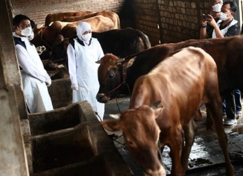 Hadapi Wabah PMK, Pemerintah Impor Vaksin untuk Kondisi Darurat