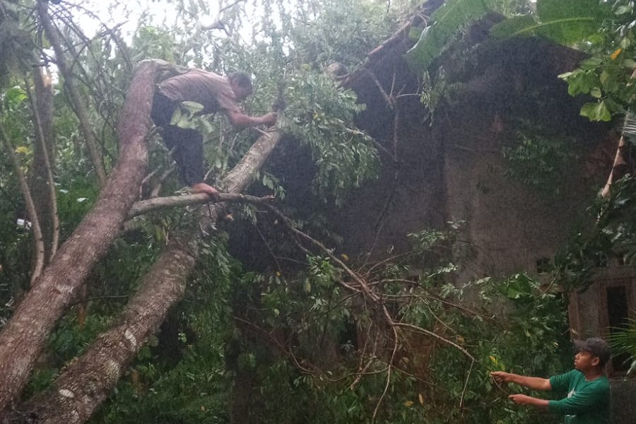 Hujan Deras Disertai Angin, Satu Rumah di Bukateja Rusak Tertimpa Pohon