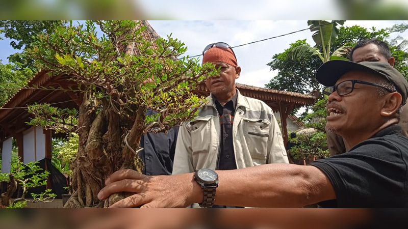 Tanaman Bonsai Semakin Digemari
