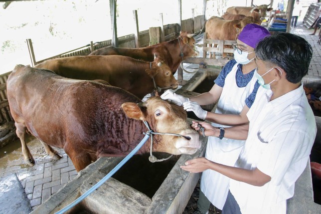 Hewan Ternak Terpapar PMK Akan Dimusnahkan Jika Tak Bisa Diselamatkan Lagi