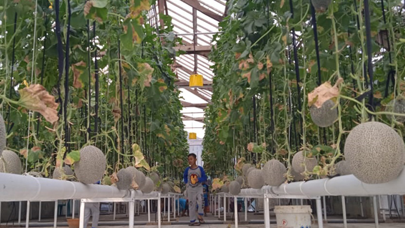 Ada Kebun Melon di Wilayah Langganan Banjir Banyumas