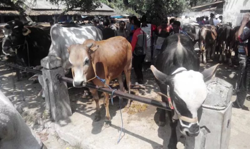 Mulai Minggu Depan, Masuk Pasar Hewan Wajib Bawa Surat Keterangan Kesehatan Hewan