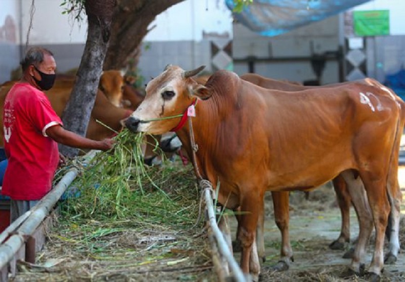 Sapi Madura Kena Lockdown, Sulit Masuk Jakarta