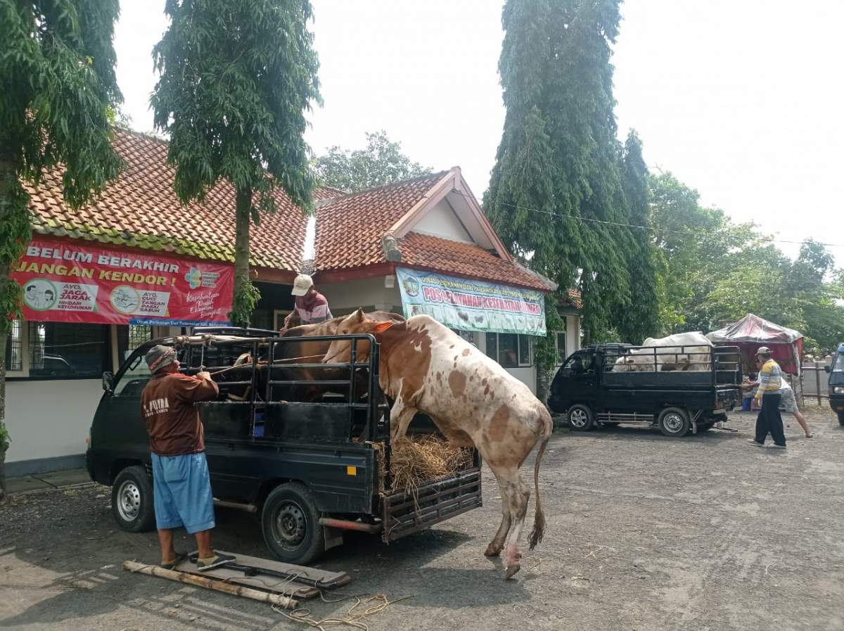 Mau Beli Sapi Kurban? Ini Foto Kondisi di Pasar Hewan Sokaraja
