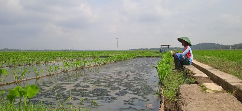 Saeful Fadlani, Manfaatkan Sawah untuk Budidaya Cacing Sutera
