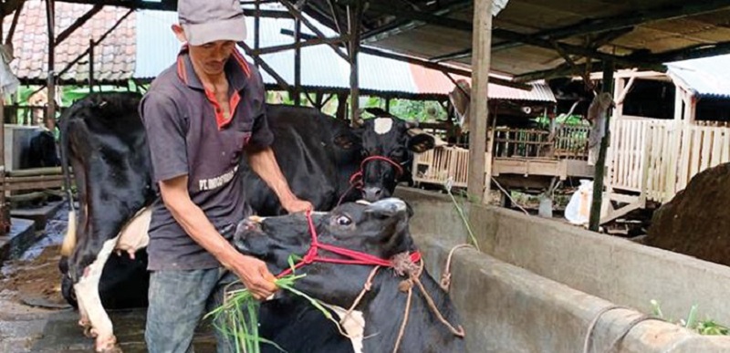 Ganti Rugi Sapi PMK Dipatok Rp 10 Juta