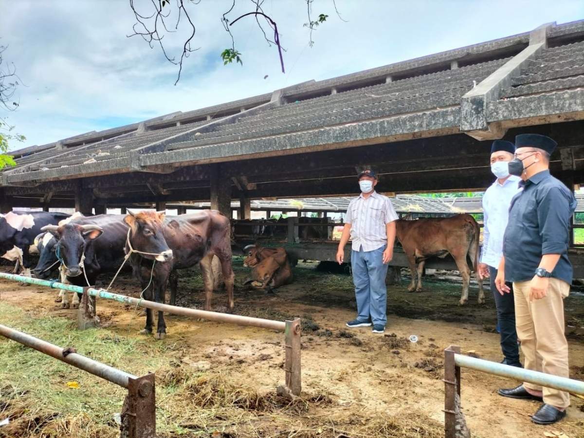 Pemerintah Berlakukan Lockdown Ternak di Jatim