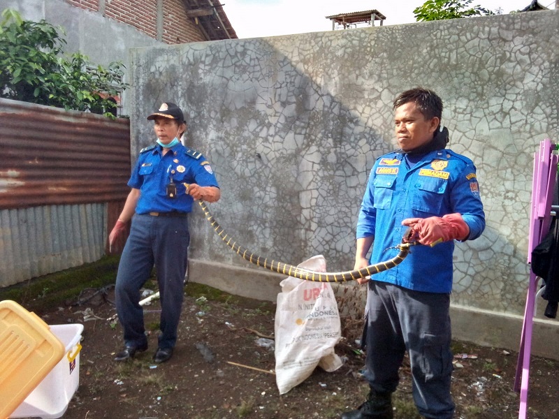 Ular Berbisa Masuk Atap Rumah Warga