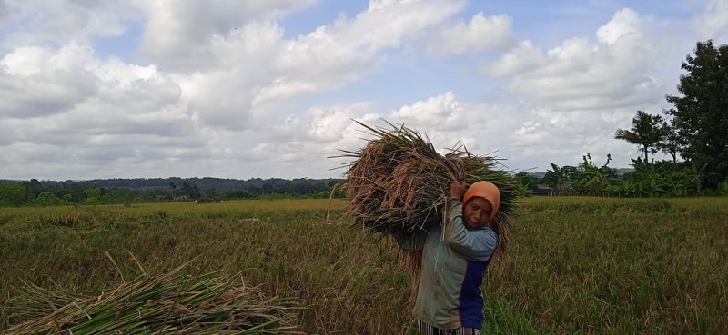 Tanaman Padi Rebahan, Dipanen Lebih Awal