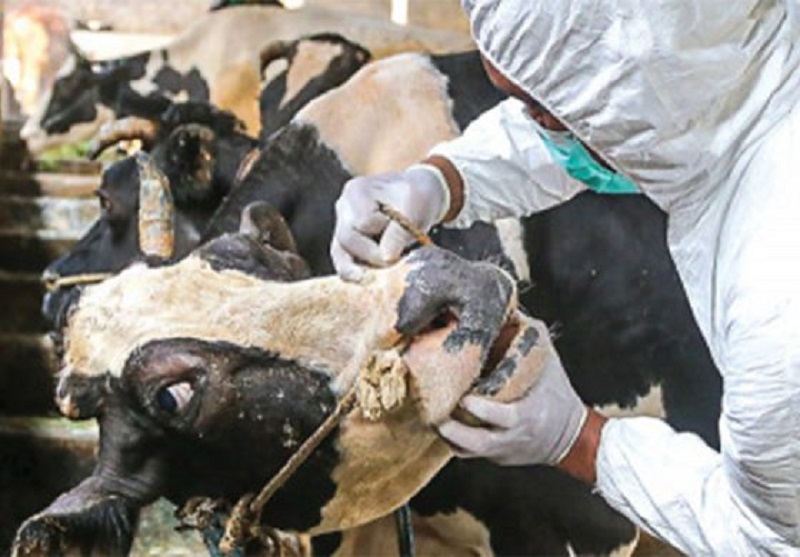 Pemerintah Siapkan Vaksinasi PMK untuk Hewan Ternak