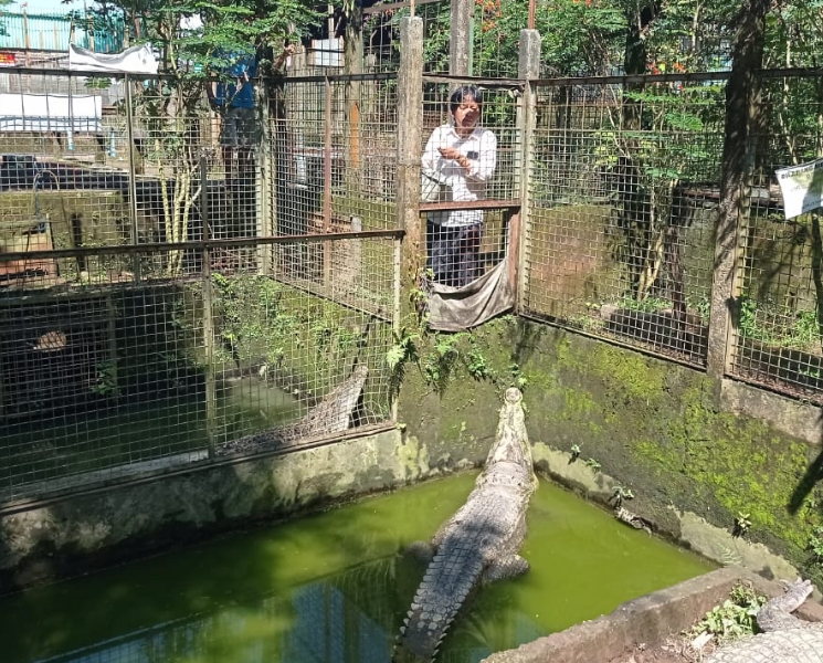 Melihat Penangkaran Buaya di Dawuhan Kulon Kedungbanteng, Satu-Satunya Penangkaran Speasialis Buaya di Jateng 