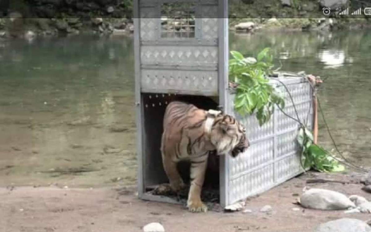 Dua Harimau Sumatera Bernama Surya Manggala dan Citra Kartini Dilepasliarkan di Kerinci Seblat