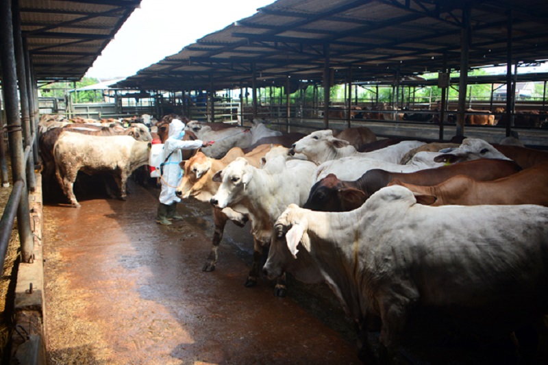 Vaksinasi PMK Diperluas, Disiapkan 18.407 Vaksinator