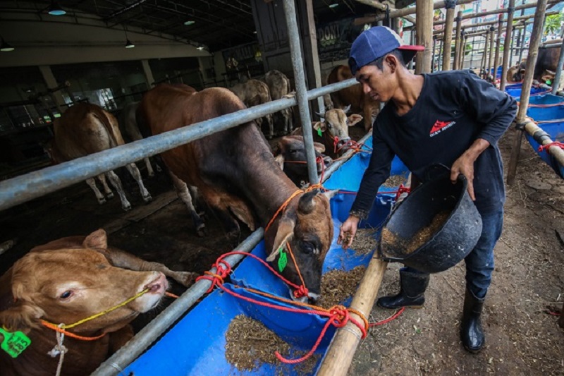 Sembelih Kurban Dianjurkan di RPH, Kambing Lebih Disarankan ketimbang Sapi