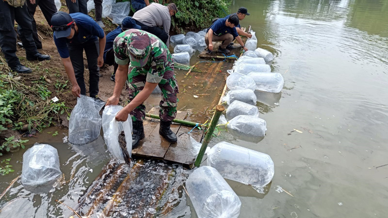 120 Ribu Benih Ikan Ditebar di Sungai Logawa