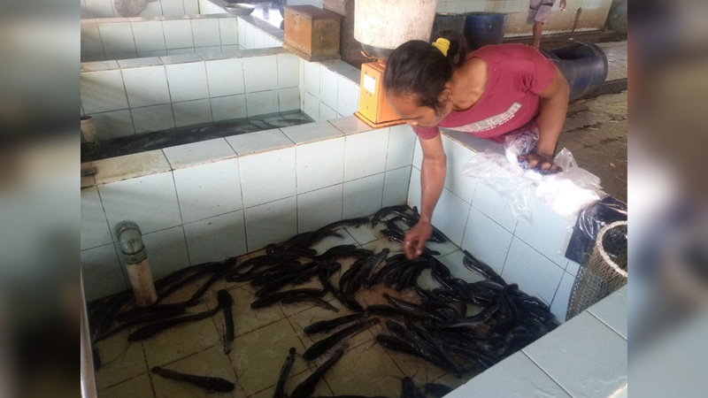 Komoditas Ikan Konsumsi Potensial Dibudidayakan