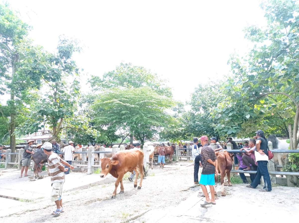 Jelang Idul Adha, Pedagang Pasar Hewan Sokaraja Ngaku Pembeli Sepi, Dampak Wabah PMK
