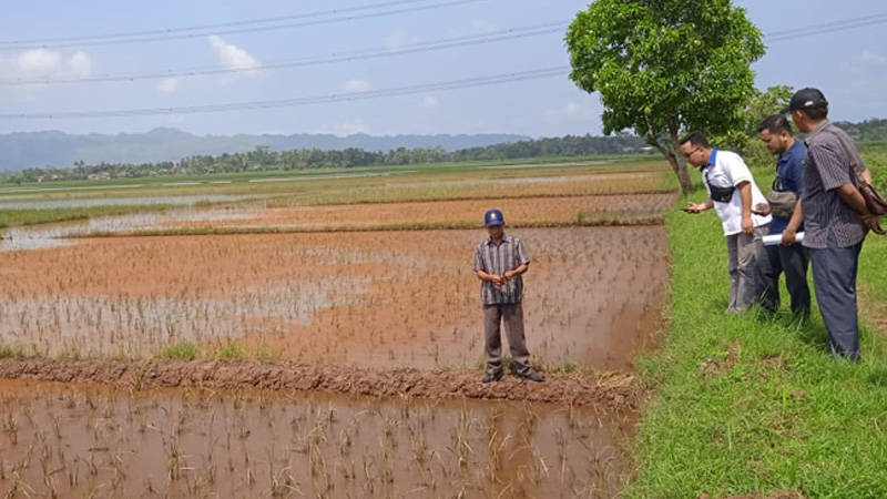 Sawah Tergenang, Petani Tambak Ajukan Klaim Asuransi