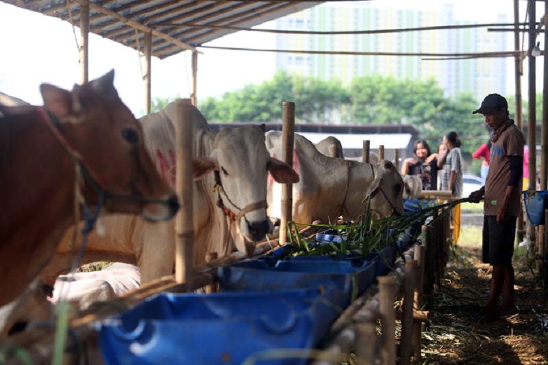 Hewan Impor Wajib Dikarantina, Cegah Penularan Wabah PMK