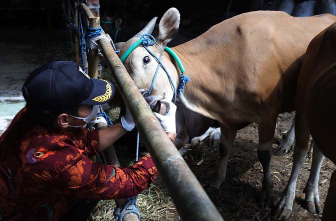 Menanti 2,2 Juta Vaksin Ternak - Tunggu Keputusan Anggaran Pembelian