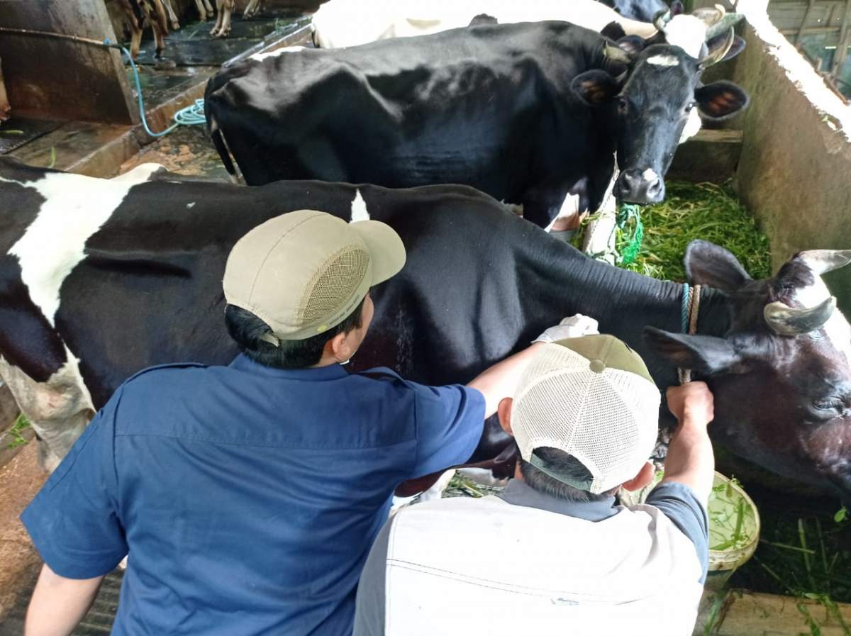 Dari 1.000 Dosis, 700 Ekor Sapi di Banyumas Sudah di Vaksin PMK