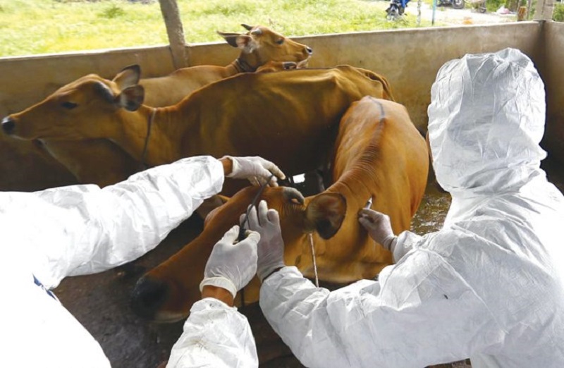 513 Ribu Sapi Telah Divaksinasi