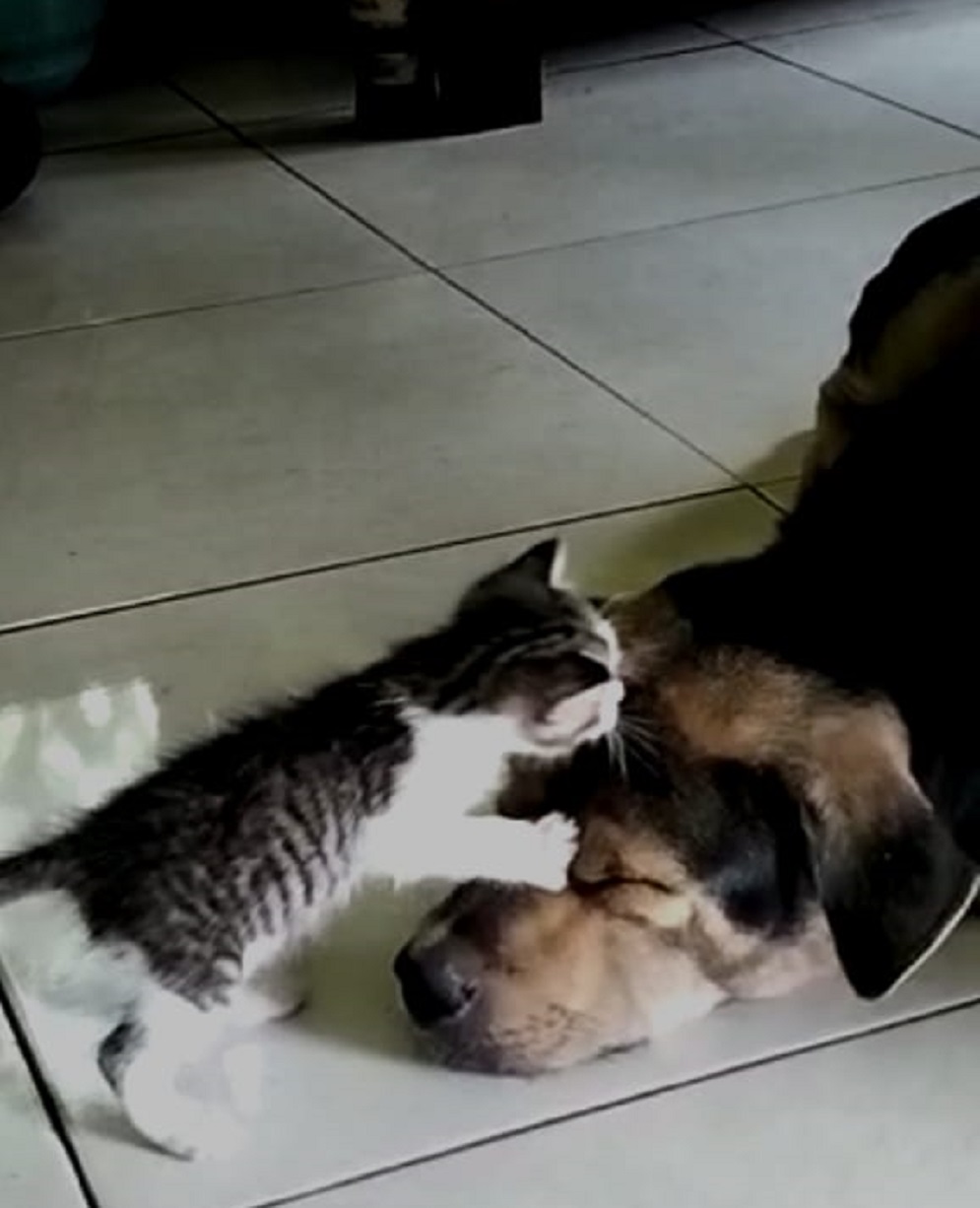 Bikin Haru, Anjing Jantan Asuh Anak Kucing Milik Warga Kejawar Banyumas