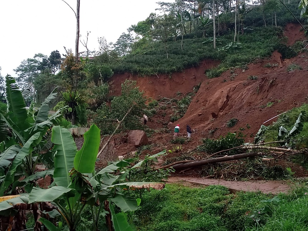 Bekas Lahan Bencana Milik Warga Siwarak, Berpotensi Untuk Perkebunan