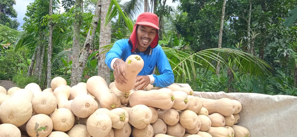  BBM Naik, Petani Labu Madu di Kecamatan Tambak Terdampak