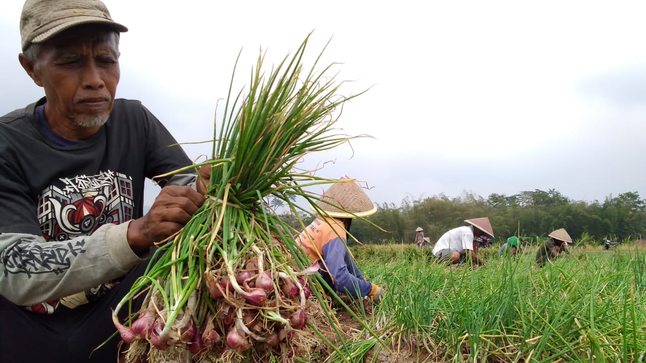 Desa Wisata Kreatif Pekunden, Panen Bawang Merah Serap Tenaga Kerja