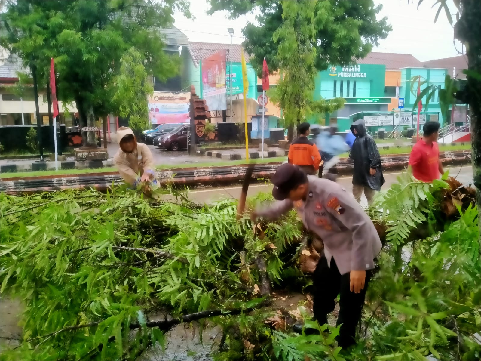 Hujan Disertai Angin Kencang, Pohon Peneduh Jalan Tumbang dan Kanopi Rumah Terbang 