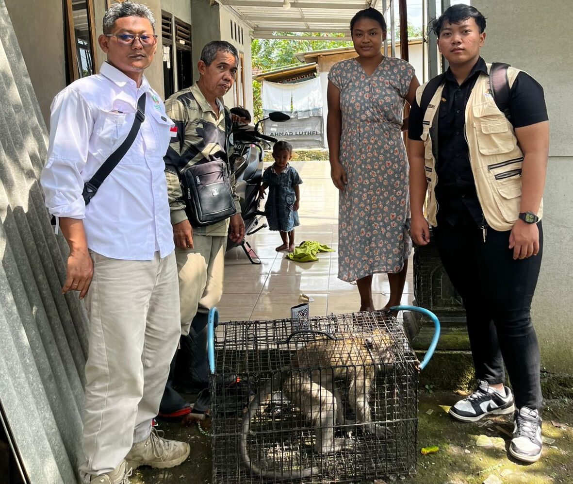 Sempat Gigit Warga Karangreja Cilacap, Monyet Ekor Panjang Diamankan