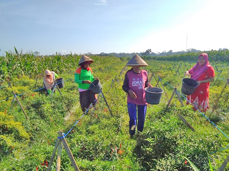 Harga Naik Turun, Petani Cabai Kebumen Tetap Optimis