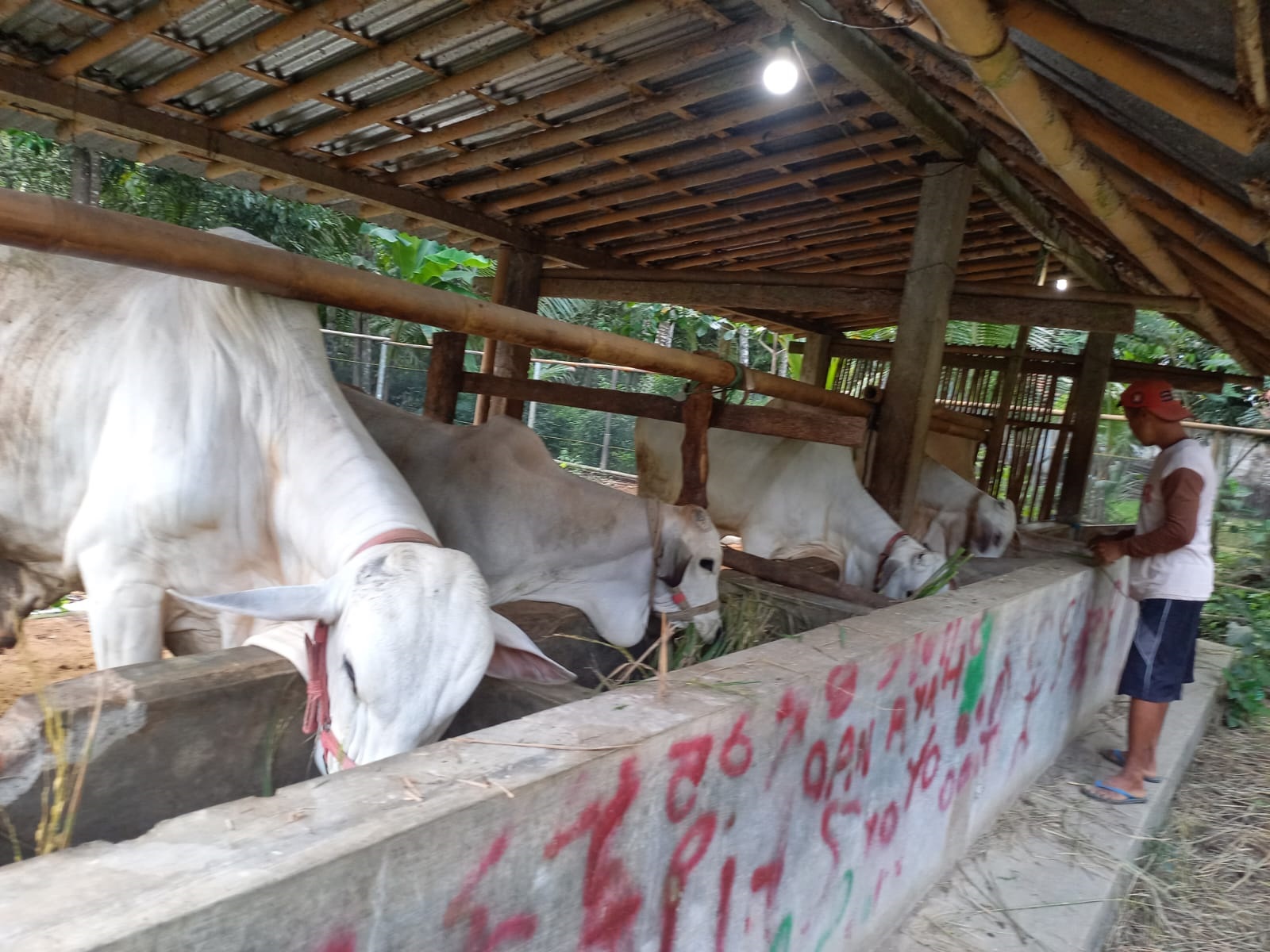 Peternak Sapi Kebumen Minta Pemkab Bantu Vaksin