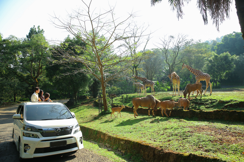 Perhatikan Hal Ini! Tips Aman Tour Area Taman Safari Menggunakan Mobil Pribadi