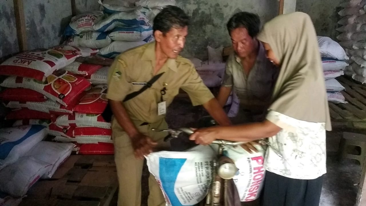 Petani di Desa Kuntili Adakan Tebus Massal Pupuk Subsidi, 190 Petani Belum Transaksi