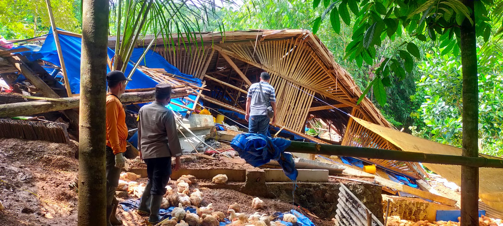 Tertimpa Longsor, 1 Unit Kandang Ayam di Karangjengkol Hancur