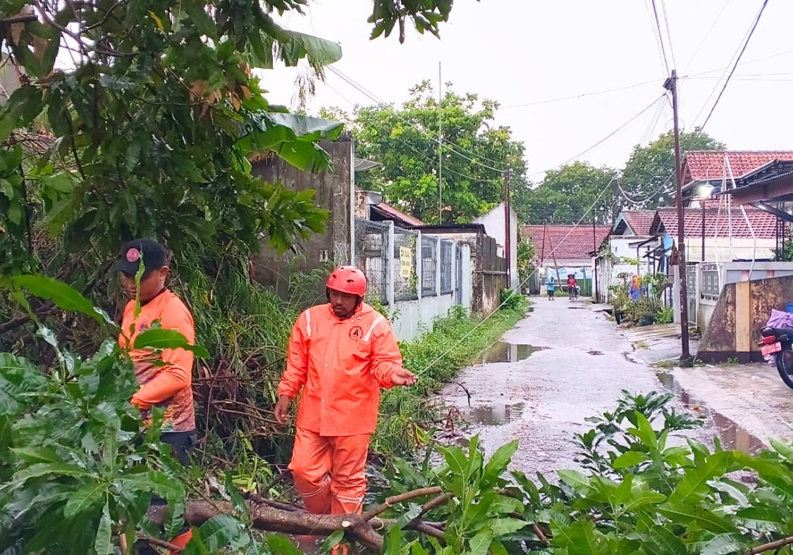 Pohon Tumbang Timpa Rumah di Wonokriyo